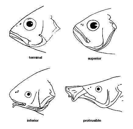 What Does It Mean To Call Someone Fish Lips | Sitelip.org