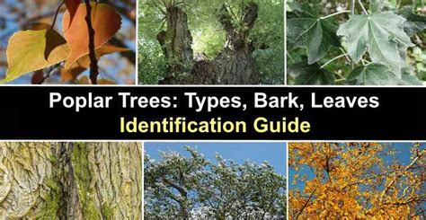 Poplar Trees: Types, Bark, Leaves - Identification (With Pictures)