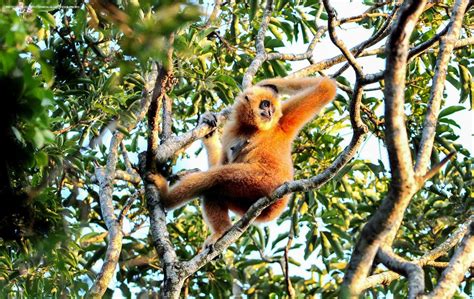 The Hainan gibbon is now the rarest primate and among the rarest mammals. A new national park ...