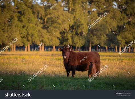 Angus Cattle Farming Stock Photo 1143078089 | Shutterstock