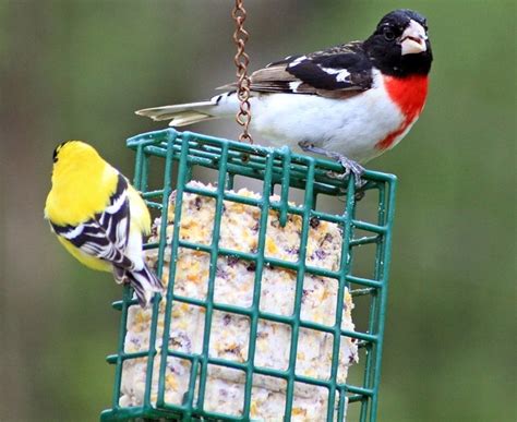 Homemade Suet For Your Winter Birds - Dave's Garden