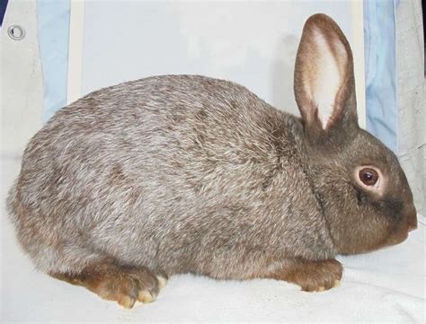 10 Rarest Rabbit Breeds - With pictures and videos.