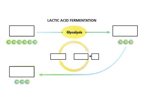 Lactic Acid Fermentation Diagram | Quizlet