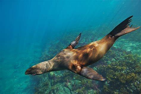 Galapagos Sea Lion Underwater | Sean Crane Photography