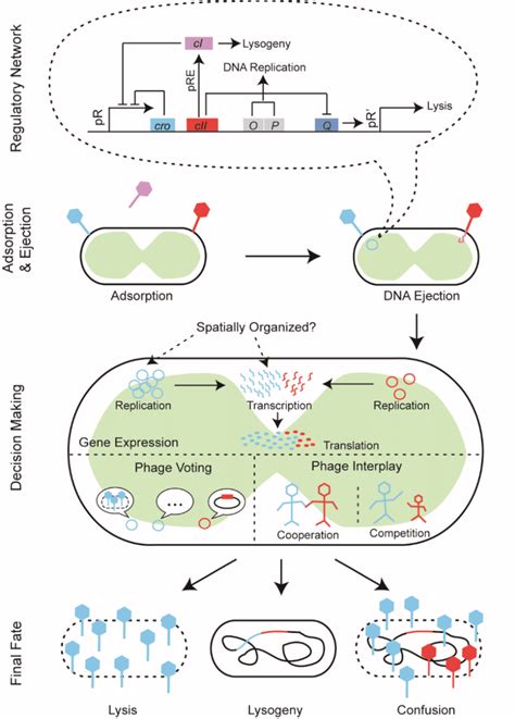 Schematic showing the key steps in lambda infection and... | Download Scientific Diagram