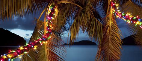 How To Put Christmas Lights On Palm Tree Fronds | Homeminimalisite.com