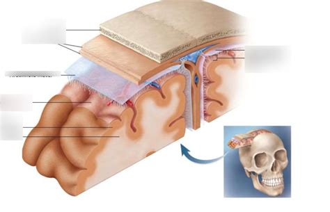 Pia Mater Anatomy Diagram | Quizlet