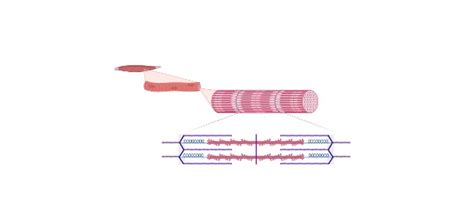 Myosin: Definition, Types, Structure, & Examples I NotesBard