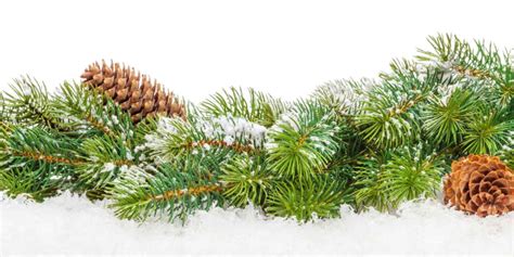 Pine Valley Farms Christmas Trees - Carrollmagazine.com