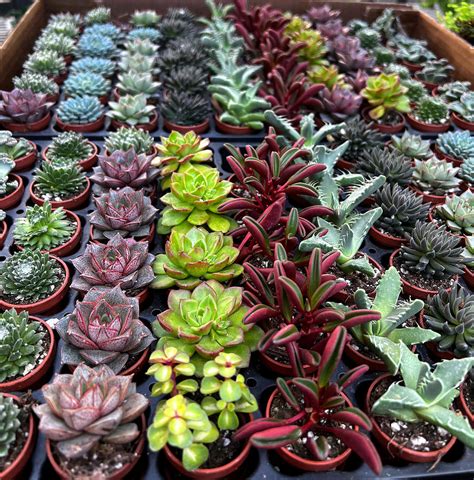 Succulent Plants at a Nursery Photograph by Chris B