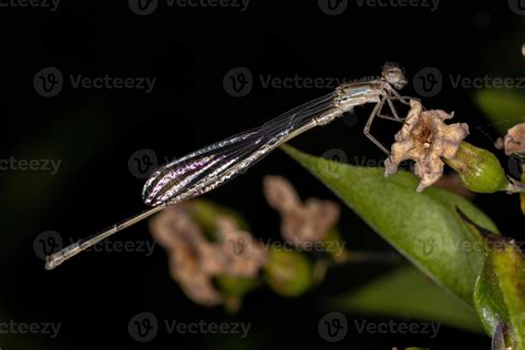 Adult Narrow-winged Damselfly 3749637 Stock Photo at Vecteezy