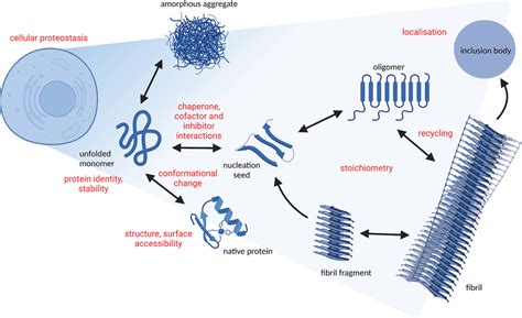 Insights from mass spectrometry (MS) on the pathway of protein ...