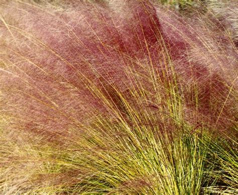 How To Plant Muhly Grass Seeds – Sowing Muhly Grass Seeds In The Garden | Gardening Know How