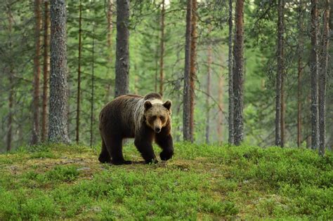 Biztos, hogy medvét láttak a Mátrában – Pesti Hírlap