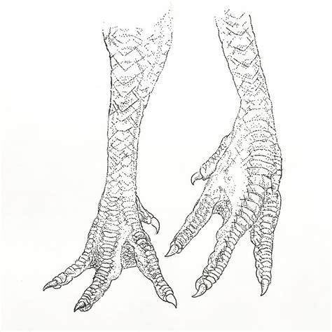 Chicken Feet Drawing by Sam Nski - Fine Art America