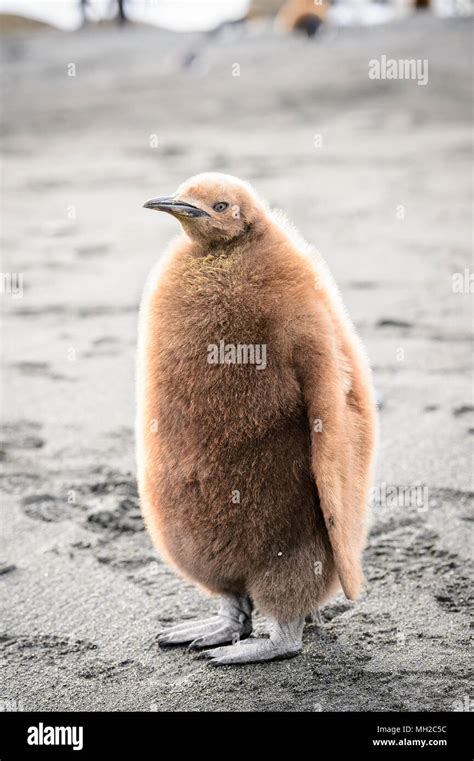 Little baby penguin with brown feathers Stock Photo - Alamy