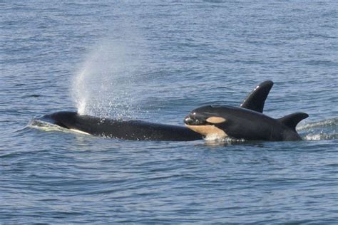 Tahlequah, Ocra Whale Famous For Carrying Her Dead Calf for 17 Days, is Mother Again