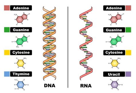 DNA vs RNA: Major Differences Between Nucleic Acids