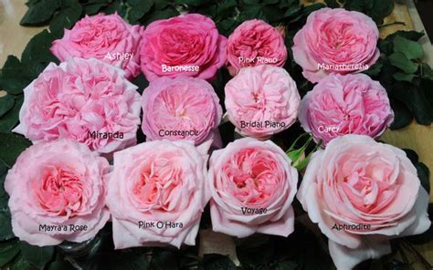 10 Most Popular Garden Rose Colors and Their Meanings - Garden Roses ...