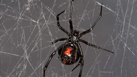 Black Widow Spider Web Identification