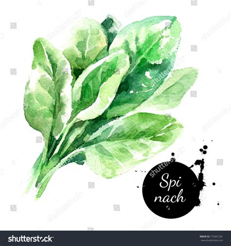 Watercolor Hand Drawn Fresh Spinach Herb Stock Illustration 775401241 | Shutterstock