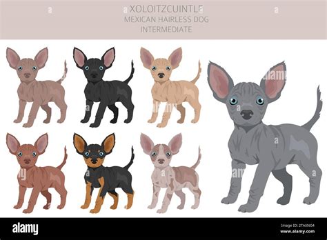 Xoloitzcuintle, Mexican hairless dog intermediate puppy clipart ...