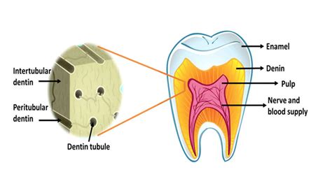 Dentin regeneration based on tooth tissue engineering: A review | PPT