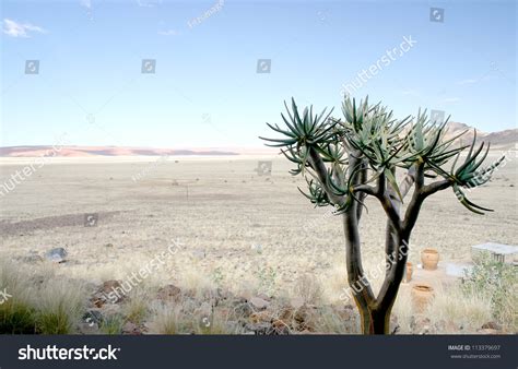 Lone Desert Adapted Succulent Tree In The Vast Expanse Of The Namib Desert, Stock Photo ...