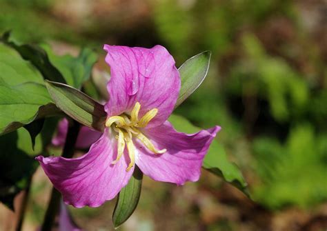 17 Best images about Flowers of NC Mountains on Pinterest | Gardens, Hiking trails and Lakes