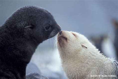 mountaininterval.org - Images from the Antarctic & Patagonia: Fur Seal Pups