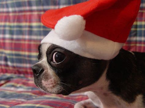 Puppy Christmas Wallpapers - Wallpaper Cave