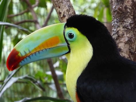 Belize National Symbols - Flag, Arms, Flower, Tree, Bird, Animal