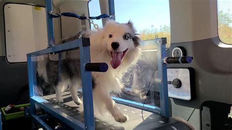 Buy A Dog Treadmill Or Dog Slatmill