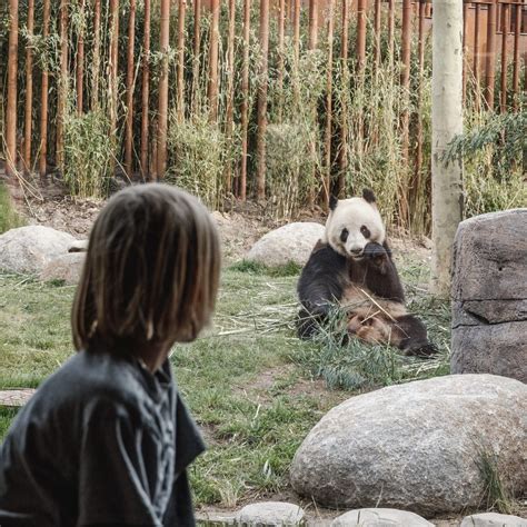 The “Bear” Essentials: Copenhagen Zoo's New Panda Enclosure Makes a BIG ...