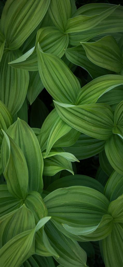 green leaves plant during daytime iPhone 12 Wallpapers Free Download