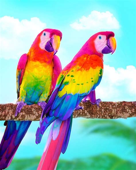 Pin by Nam Hughes on Rainbow | Colorful animals, Colorful parrots, Cute baby animals