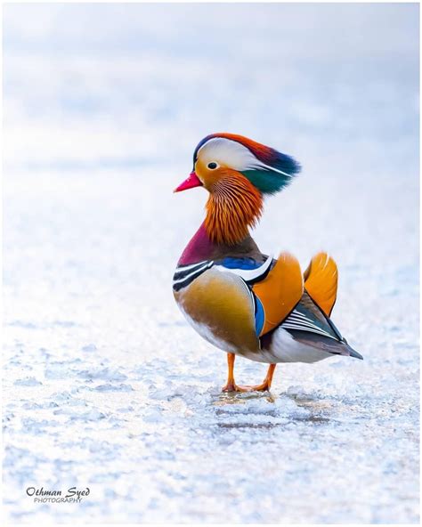 "Yes, I'm the most beautiful". Male Mandarin duck photographed in London. : r/MostBeautiful