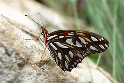 Monarch Butterfly in Miami, Florida Stock Photo - Image of environment ...