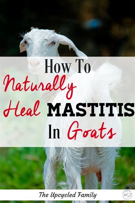 goat mastitis - The Upcycled Family