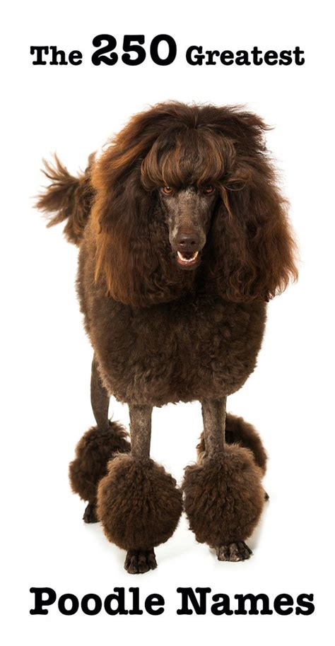 250 Best Poodle Names | Poodle names, Poodle puppy, Dog names