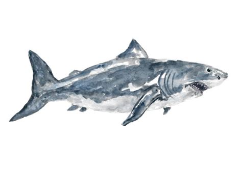 Great White Shark Watercolor at PaintingValley.com | Explore collection ...