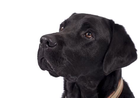 Breed focus: The sociable and kind-hearted Labrador - Dogs for Good