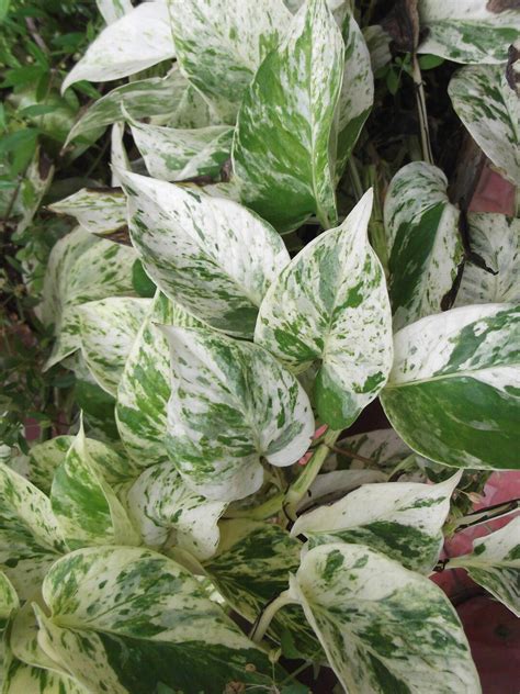 Pothos Varieties: 17 Beautiful Types to Get Your Hands On