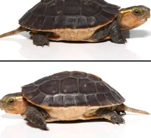 Chinese Box Turtles For Sale - Upriva Reptiles