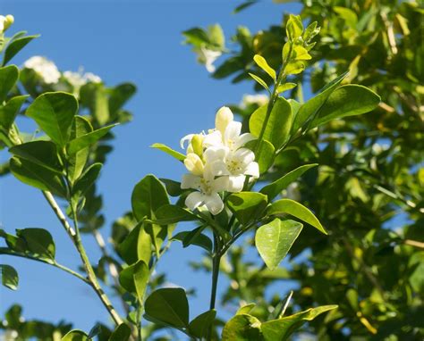 Orange Blossom Key West Florida · Free photo on Pixabay