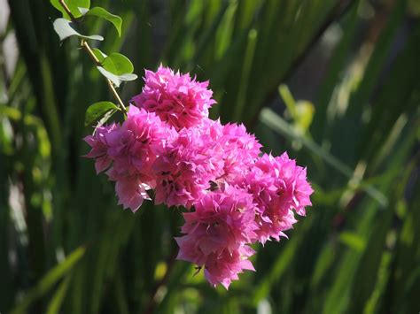 Bougainvillea Flower Pink · Free photo on Pixabay