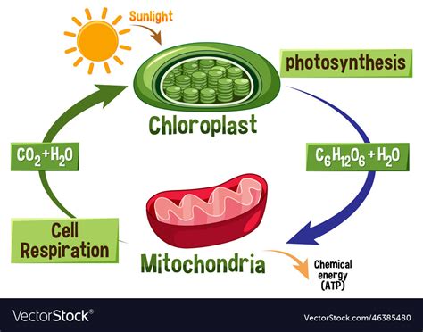 Photosynthesis and cellular respiration diagram Vector Image