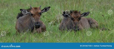 A Pair of Blue Wildebeest Calves Stock Image - Image of animal, grazer: 241567183