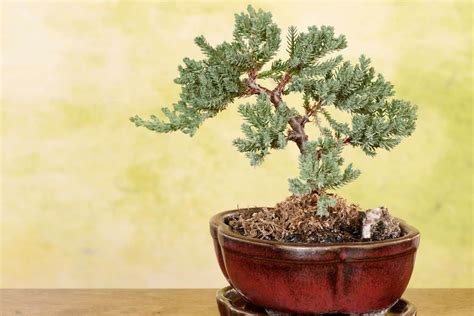 How To Grow And Care For Juniper Bonsai Trees