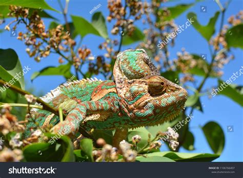 Green chameleon camouflaged by taking colors of its nature #Ad , #AD, #chameleon#Green# ...